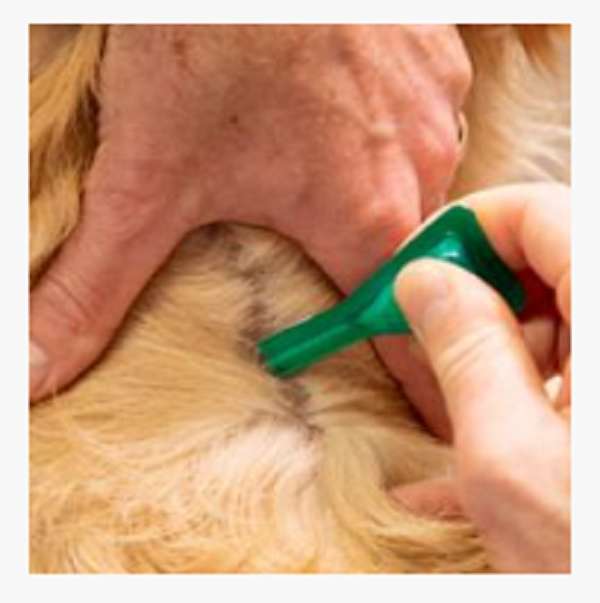 1.34ml For dogs FIPRONIL SPOT ON