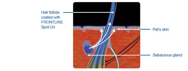 How Fipronil Works